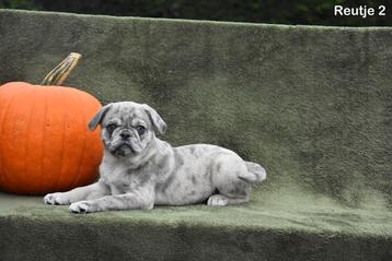 Superbe chiot Carlin  disponible aux enchères