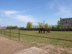 Stal aan huis met weidegang eventueel (deels) in ruil voor h, Dieren en Toebehoren, Weidegang, 1 paard of pony