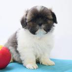 Shih Tzu - reutjes - Belgische puppy's te koop, Dieren en Toebehoren, Honden | Chihuahua's en Gezelschapshonden, CDV (hondenziekte)