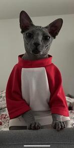 Sphynx, Dieren en Toebehoren, Kater, Gechipt, 0 tot 2 jaar