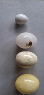 Marmeren eieren, Ophalen of Verzenden