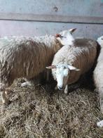 2 Mooie rammen van 8en10 maand, Dieren en Toebehoren, Schapen, Geiten en Varkens, Mannelijk, Schaap