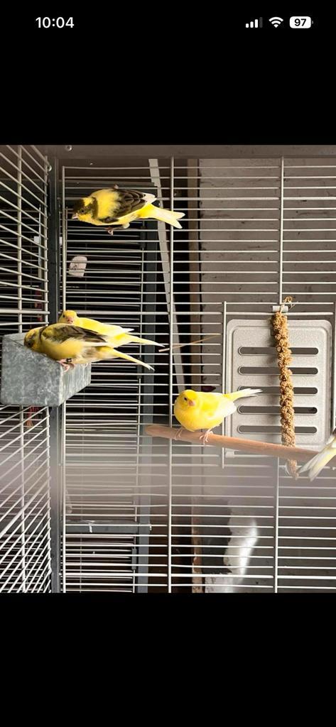 Nog 2 mooie mannelijke kanaries, Dieren en Toebehoren, Vogels | Kanaries, Zangkanarie, Mannelijk