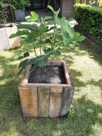 Vijgenboom in pot., Tuin en Terras, Ophalen