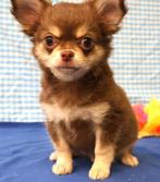 Superleuke Chihuahua pups!, Dieren en Toebehoren, Honden | Chihuahua's en Gezelschapshonden, 15 weken tot 1 jaar, Buitenland, CDV (hondenziekte)