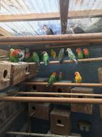 KWEEKRIJPE DWERGPAPEGAAIKES NU 50 EURO/KOPPEL, Meerdere dieren, Dwergpapegaai of Agapornis, Tam