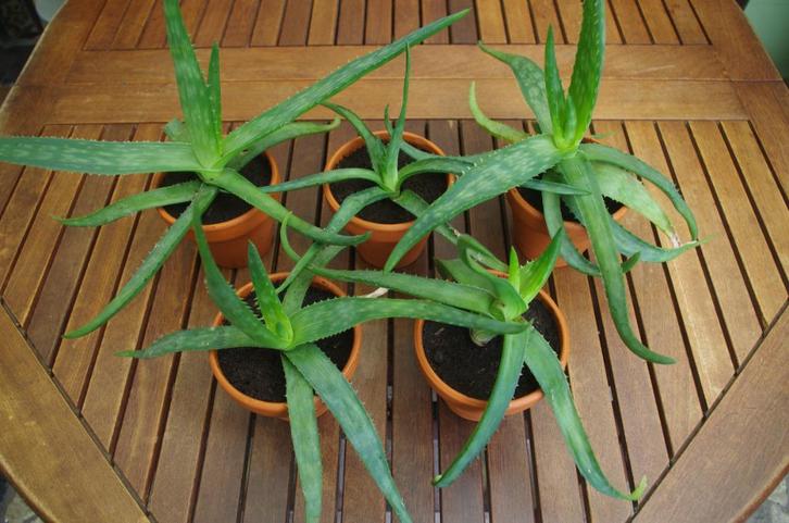 Aloë (nog 3 stuks), Huis en Inrichting, Kamerplanten, Vetplant, Groene kamerplant, Halfschaduw, In pot, Ophalen