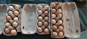 32 eieren te koop beschikbaar voor biedingen