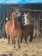 Alpacas 3 voor 1000€, Dieren en Toebehoren