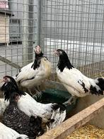 lakenvelder kippen, mooie keuze , allen hennen, Vrouwelijk, Kip