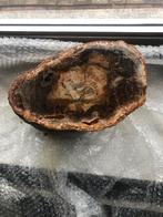 Versteend hout, Verzamelen, Ophalen of Verzenden