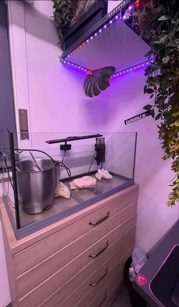 Aquarium marin, Animaux & Accessoires, Poissons | Aquariums & Accessoires, Enlèvement ou Envoi