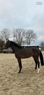 Top 3 jarige springpaard Zangersheide, Étalon, L, Cheval de saut