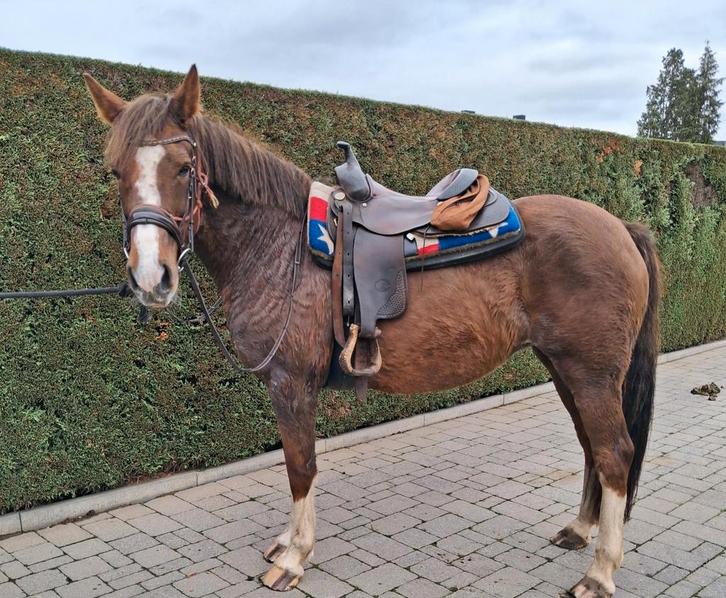 Braaf gereden merrie, Dieren en Toebehoren, Pony's, Merrie, Zadelmak, 11 jaar of ouder, Met stamboom, Gechipt, Ontwormd, Ingeënt