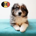 Miniatuur American Shepherd pups te koop (Belgisch), België, Handelaar, CDV (hondenziekte), 8 tot 15 weken