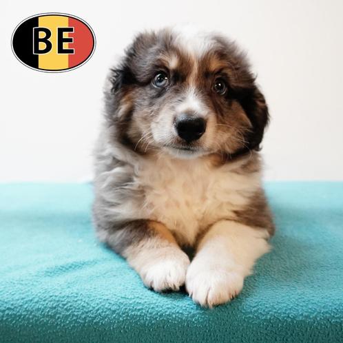 Miniatuur American Shepherd pups te koop (Belgisch), Dieren en Toebehoren, Honden | Herdershonden en Veedrijvers, Meerdere dieren