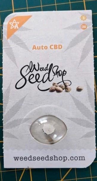1 cbd-zaadje * zelfbloeiend * om te planten. beschikbaar voor biedingen