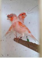 Mâle arlequin, Dieren en Toebehoren, Vogels | Kanaries, Mannelijk