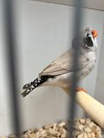 Zebravink pop zwartwang bleekrug kuif, Dieren en Toebehoren, Geringd