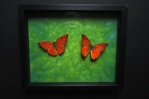 Vlinders kleurrijke decoratie - Appias nero, Antiek en Kunst, Curiosa en Brocante, Ophalen of Verzenden