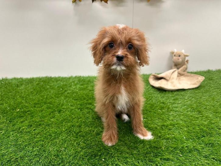 Cavapoo pup, Dieren en Toebehoren, Honden | Niet-rashonden, Teef, Fokker | Professioneel, Eén hond, België, 8 tot 15 weken, CDV (hondenziekte)