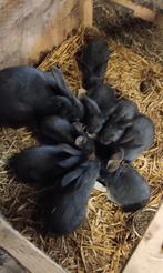 Duitse reus blauwe jonge konijntjes, Dieren en Toebehoren, Meerdere dieren, Groot, 0 tot 2 jaar