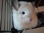 Chinchilla, Dieren en Toebehoren, Knaagdieren, Februari, Vrouwelijk, Chinchilla