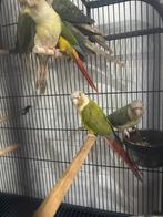 Conure en lot ou piece, Ophalen