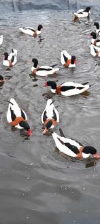 Koppel bergeenden, Dieren en Toebehoren, Vogels | Overige Vogels, Geringd