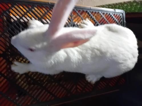 D R A C H T I G E VOEDSTERS WVD X CALIFORNIAN of VLINDER, Dieren en Toebehoren, Konijnen, Groot, Vrouwelijk, 0 tot 2 jaar