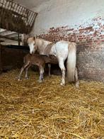 Pony met veulen te koop!, Dieren en Toebehoren, Onbeleerd, Gechipt, Merrie, 3 tot 6 jaar