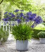 Planten : Agapanthus, Ophalen, Zomer