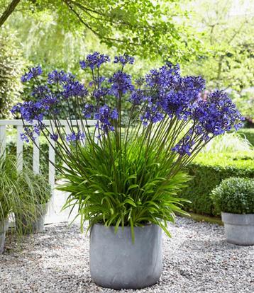 Planten : Agapanthus beschikbaar voor biedingen
