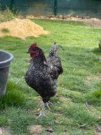 Ayam cemani X mechelse koekkoek, Dieren en Toebehoren, Pluimvee, Mannelijk, Kip