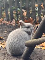 Kleurdwerg feh voedstertje, Dieren en Toebehoren, Konijnen, Vrouwelijk, Dwerg, 0 tot 2 jaar