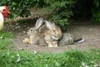 Trio Vlaamse reuzen, Grand, Plusieurs animaux