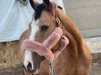 Leuk recreatiepaard te koop 20 jarige merrie, Dieren en Toebehoren, Paarden, Merrie, Recreatiepaard