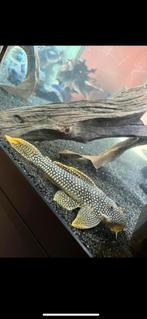 L 014 Scobiancistrus Aureatus / Pantsermeerval +-25cm, Dieren en Toebehoren, Vissen | Aquariumvissen