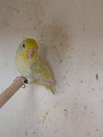 yellam forpus turquoise pop  2025., Dieren en Toebehoren, Vogels | Parkieten en Papegaaien, Geringd