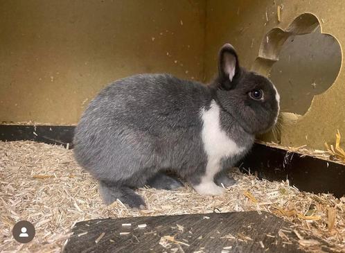 Koppel kleurdwergen, Dieren en Toebehoren, Konijnen, Dwerg, 3 tot 5 jaar