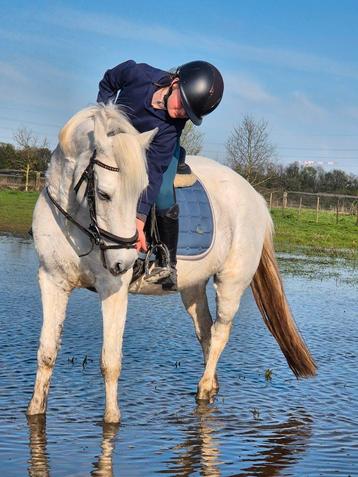Super brave D pony, Dieren en Toebehoren, B, Springpony, 11 jaar of ouder, D pony (1.37m tot 1.48m)