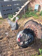 Kweekkoppel kalkoenen, Dieren en Toebehoren, Pluimvee, Kalkoen