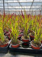 Imperata cylindrica ‘Red Baron’, Ophalen, Volle zon, Vaste plant, Siergrassen