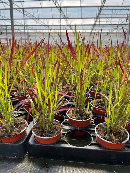 Imperata cylindrica ‘Red Baron’, Tuin en Terras, Planten | Tuinplanten, Vaste plant, Siergrassen, Volle zon, Zomer, Ophalen