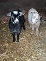 Dwerggeit bokjes, Mâle, Chèvre, 0 à 2 ans