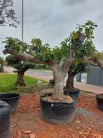 Exclusieve vijgenboom, Tuin en Terras, Planten | Bomen, Ophalen of Verzenden
