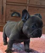 Franse Bulldog pup reutje met ARFE stamboom, Dieren en Toebehoren, België, Fokker | Hobbymatig, 8 tot 15 weken, CDV (hondenziekte)