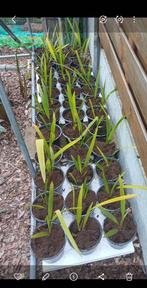 Trachycarpus-palmbomen, Ophalen, Vaste plant, Overige soorten