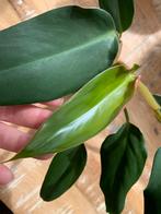 Philodendron Mexicanum, Ophalen of Verzenden