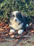 Bij ons geboren Australische herder pups!, Plusieurs, Hépatite contagieuse (maladie de Rubarth), Belgique, Berger